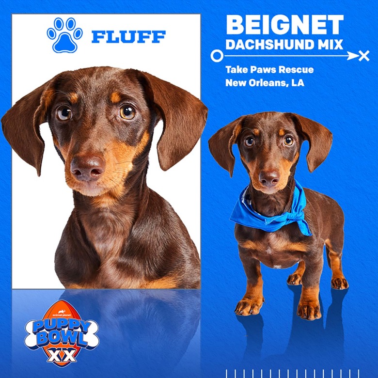 Puppy Bowl 2024 Lineup