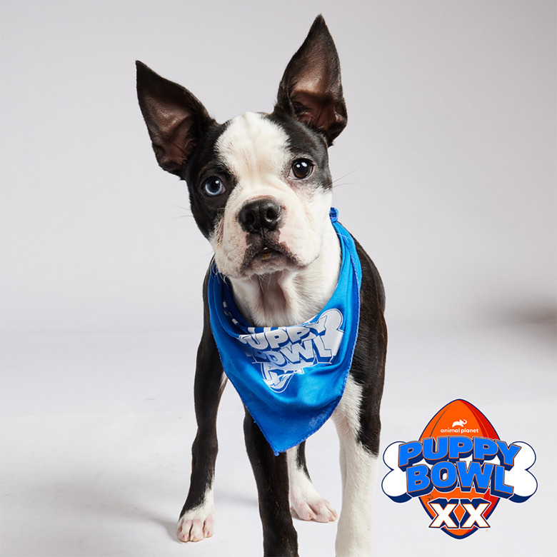 Puppy Bowl 2024 Lineup