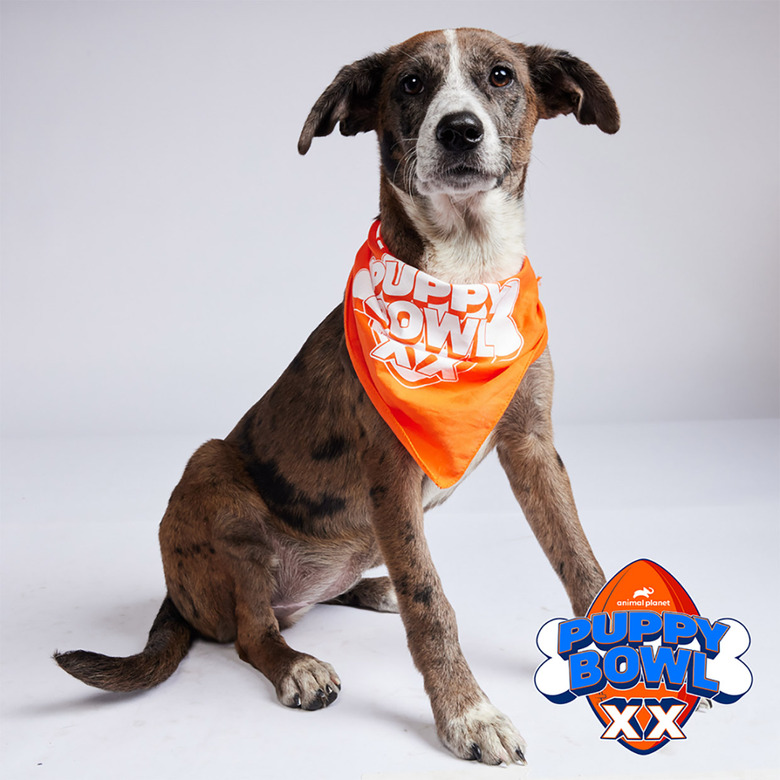 Puppy Bowl 2024 Lineup