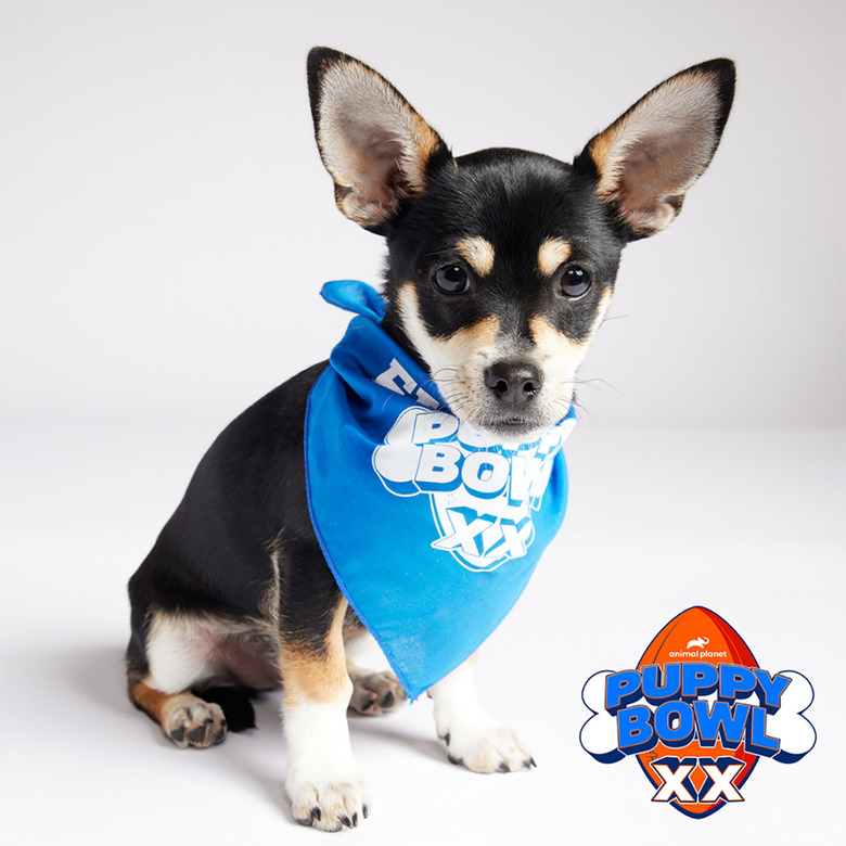 Puppy Bowl 2024 Lineup