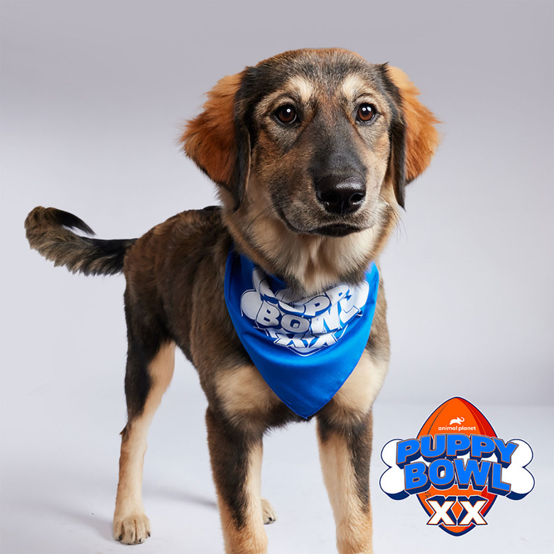 Puppy Bowl 2024 Lineup