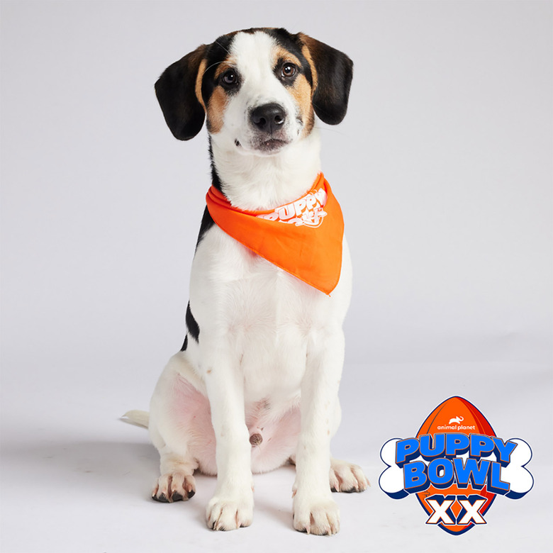 Puppy Bowl 2024 Lineup