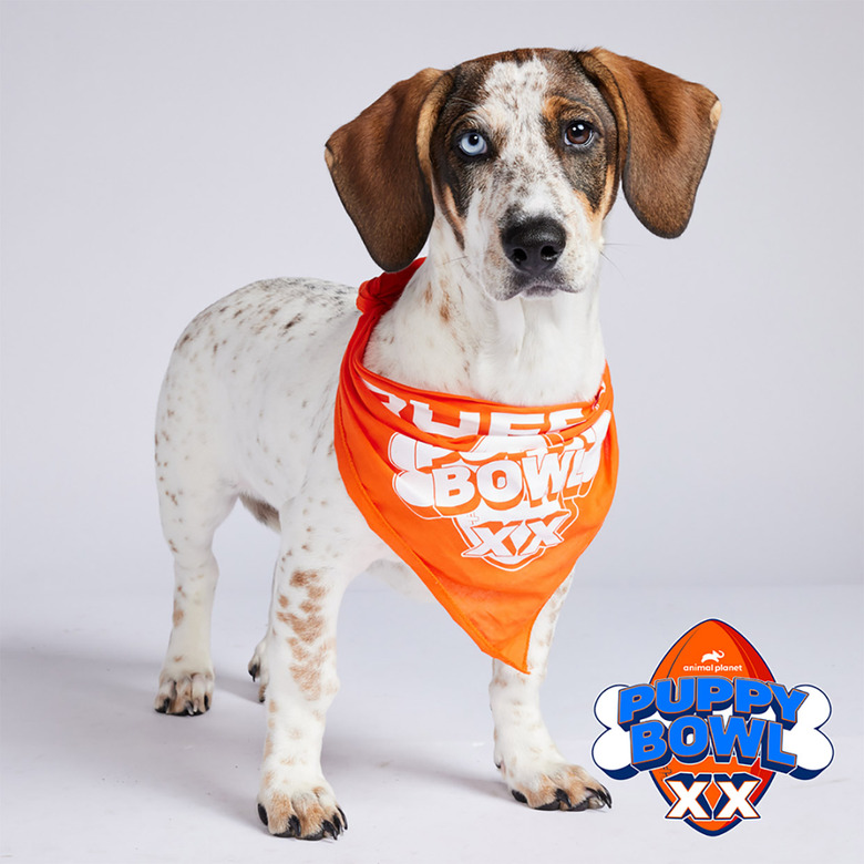 Puppy Bowl 2024 Lineup