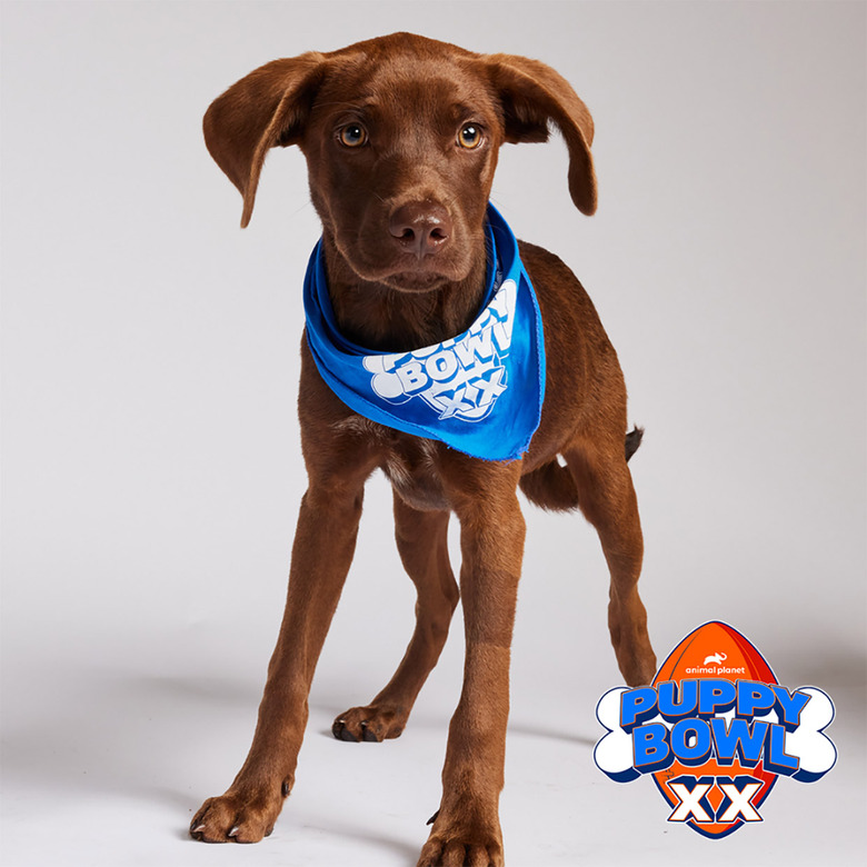 Puppy Bowl 2024 Lineup