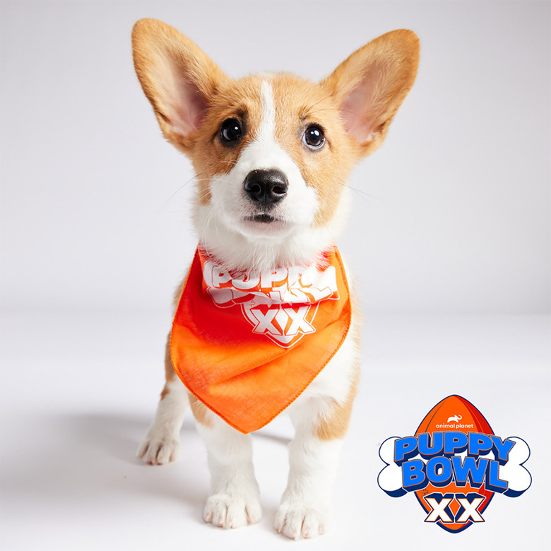 Puppy Bowl 2024 Lineup