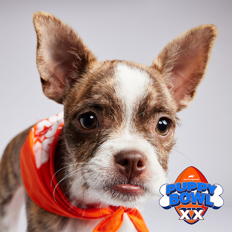 Puppy Bowl 2024 Lineup