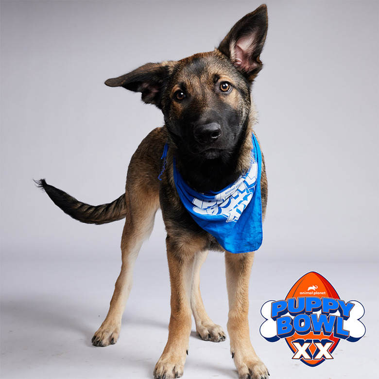 Puppy Bowl 2024 Lineup