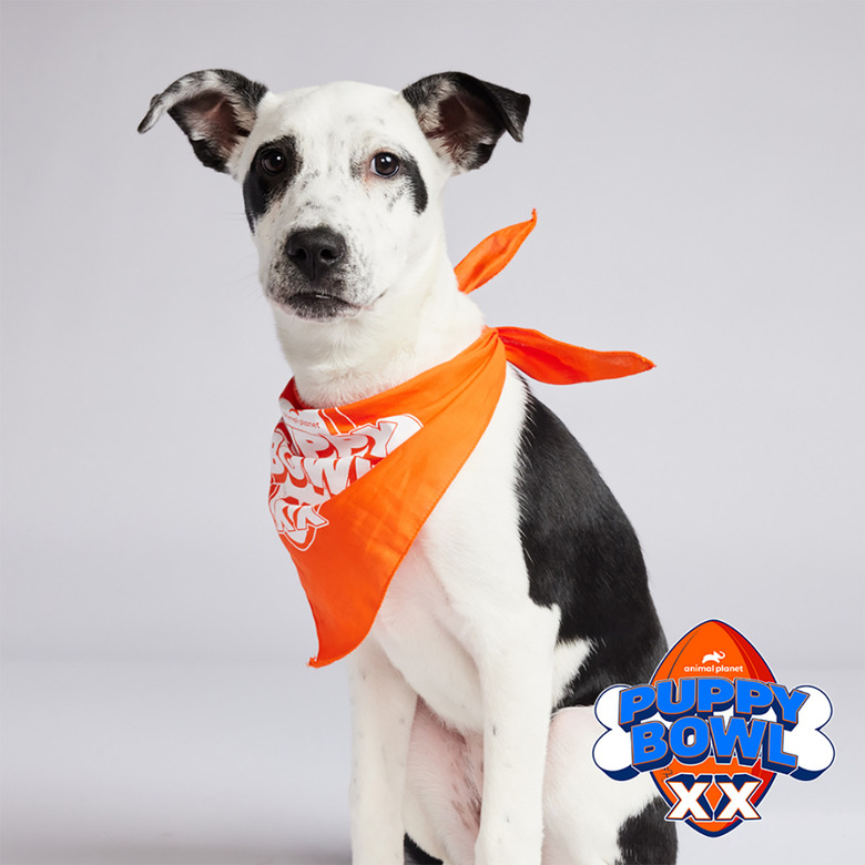 Puppy Bowl 2024 Lineup