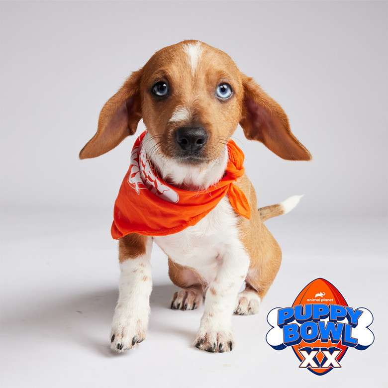 Puppy Bowl 2024 Lineup