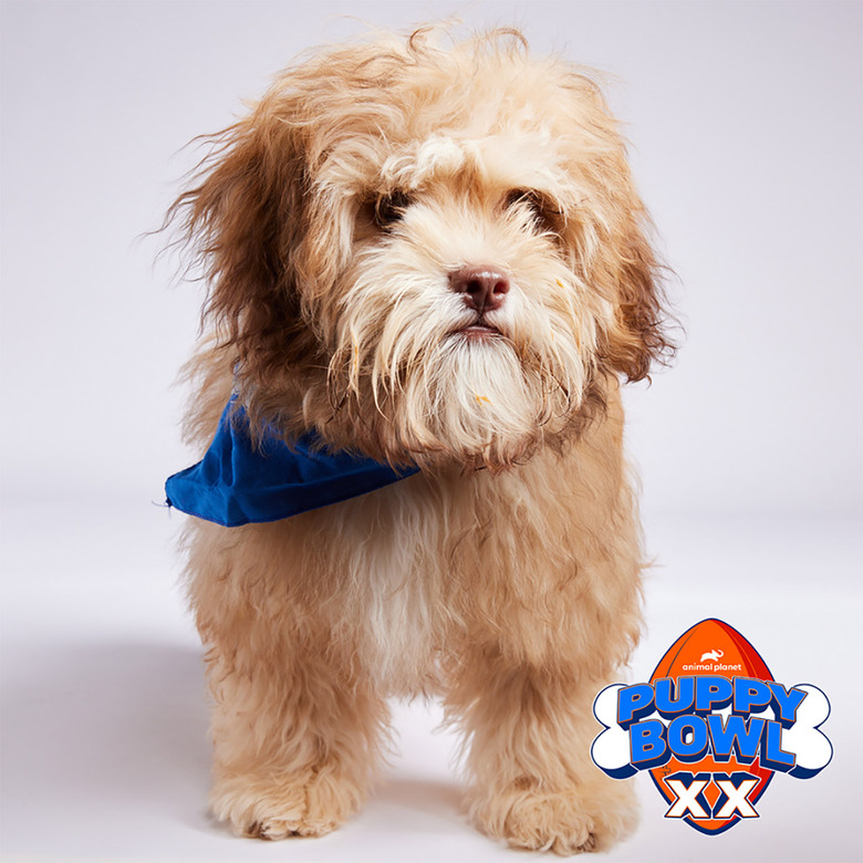 Puppy Bowl 2024 Lineup