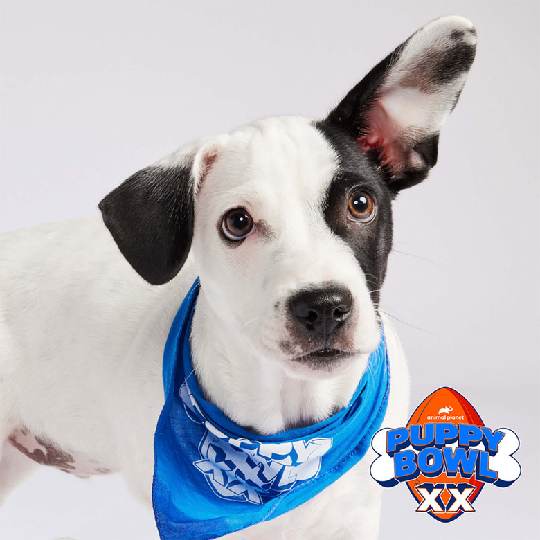 Puppy Bowl 2024 Lineup