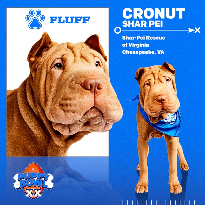 Puppy Bowl 2024 Lineup