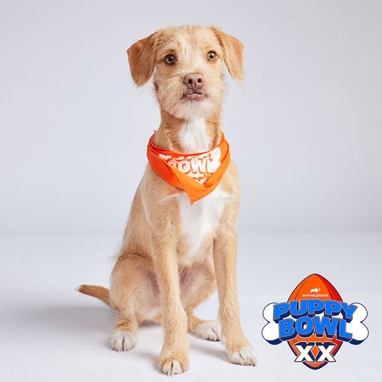 Puppy Bowl 2024 Lineup