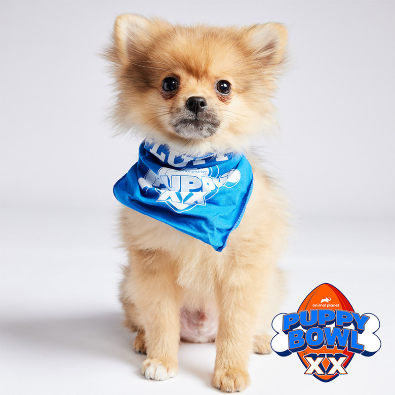 Puppy Bowl 2024 Lineup