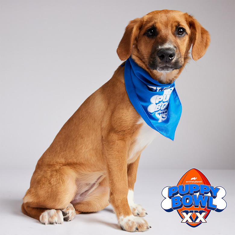 Puppy Bowl 2024 Lineup