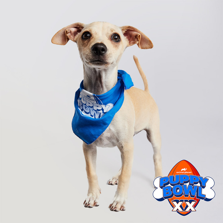 Puppy Bowl 2024 Lineup