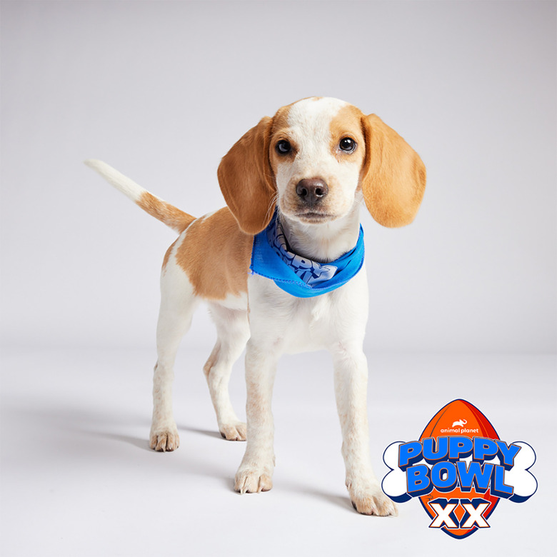 Puppy Bowl 2024 Lineup