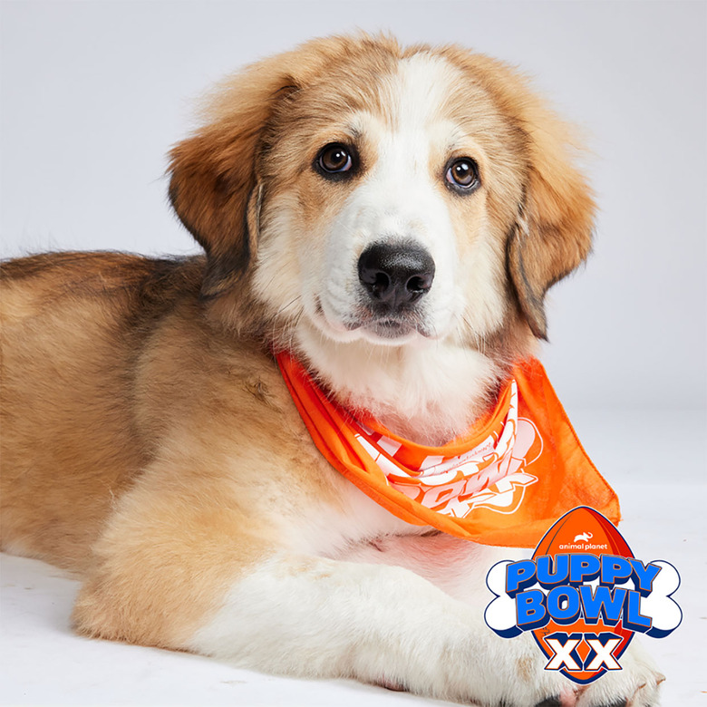 Puppy Bowl 2024 Lineup