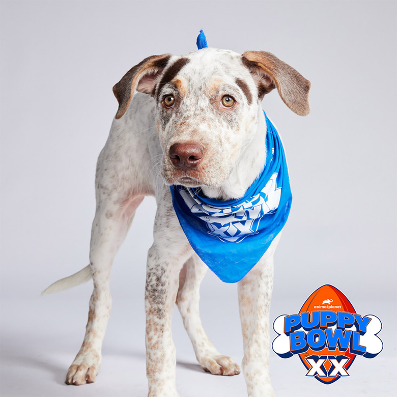 Puppy Bowl 2024 Lineup