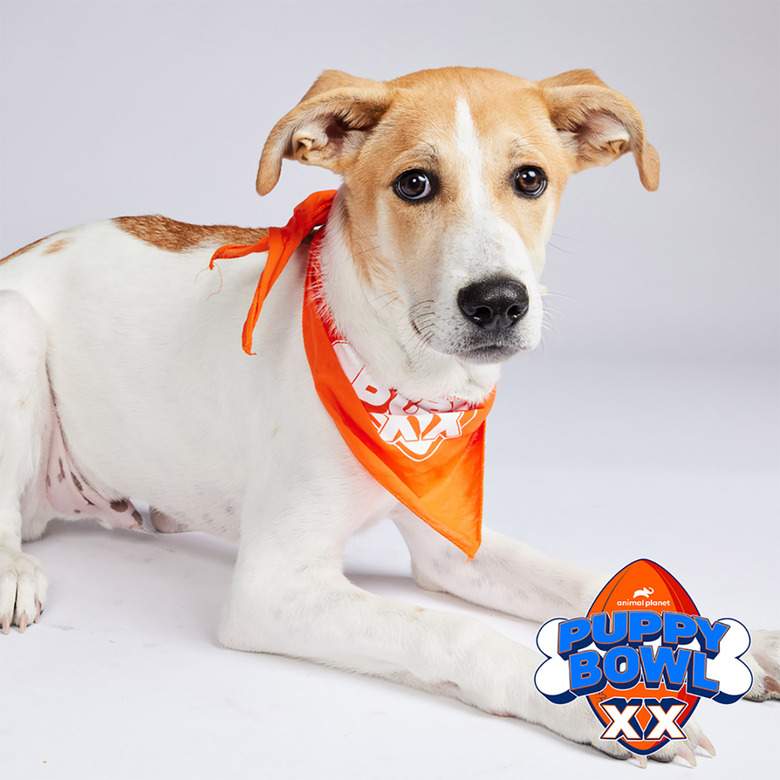 Puppy Bowl 2024 Lineup