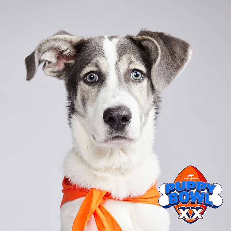 Puppy Bowl 2024 Lineup