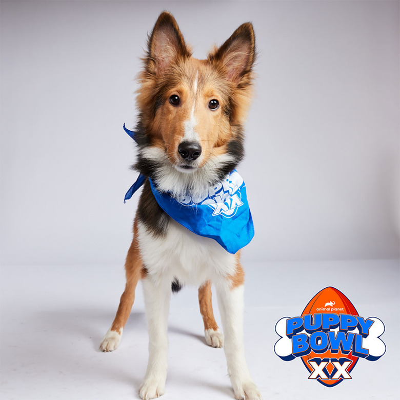 Puppy Bowl 2024 Lineup