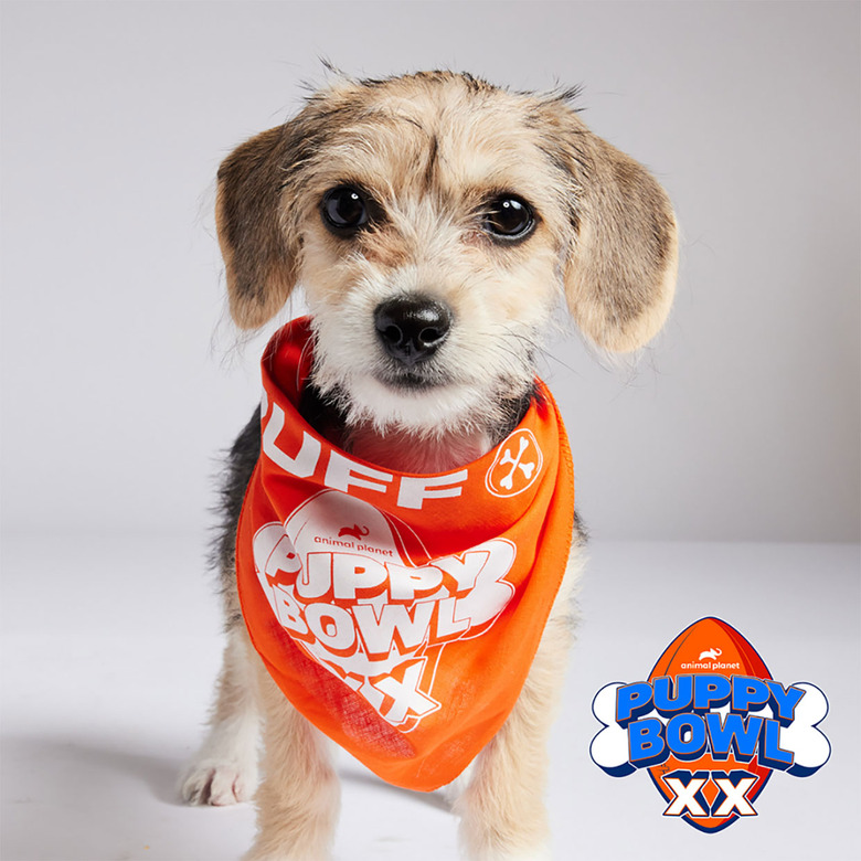 Puppy Bowl 2024 Lineup