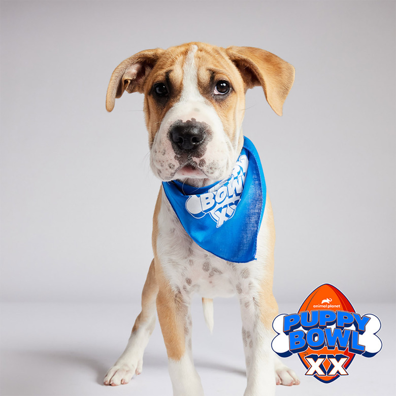 Puppy Bowl 2024 Lineup