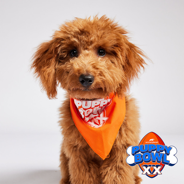 Puppy Bowl 2024 Lineup