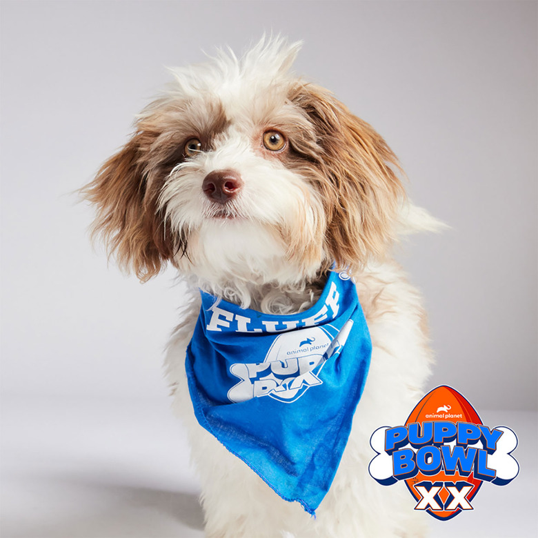 Puppy Bowl 2024 Lineup