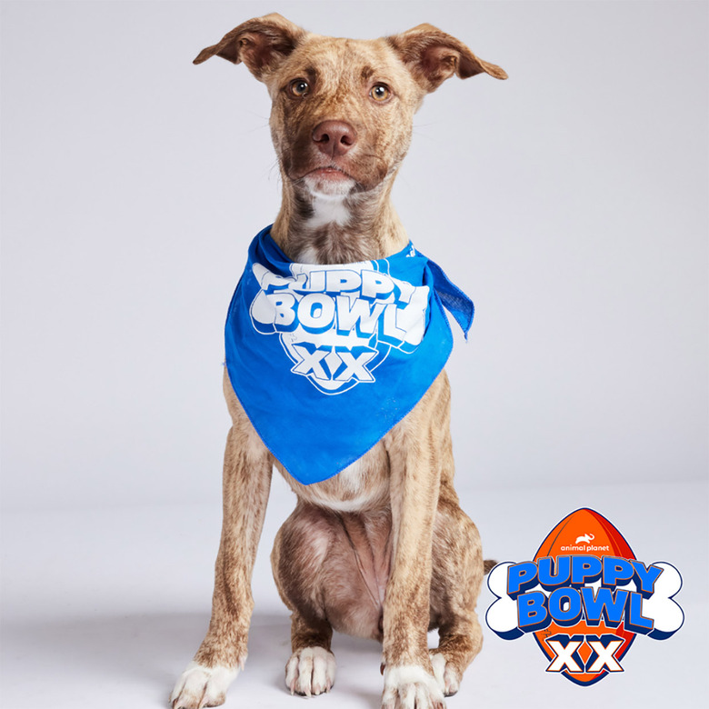 Puppy Bowl 2024 Lineup