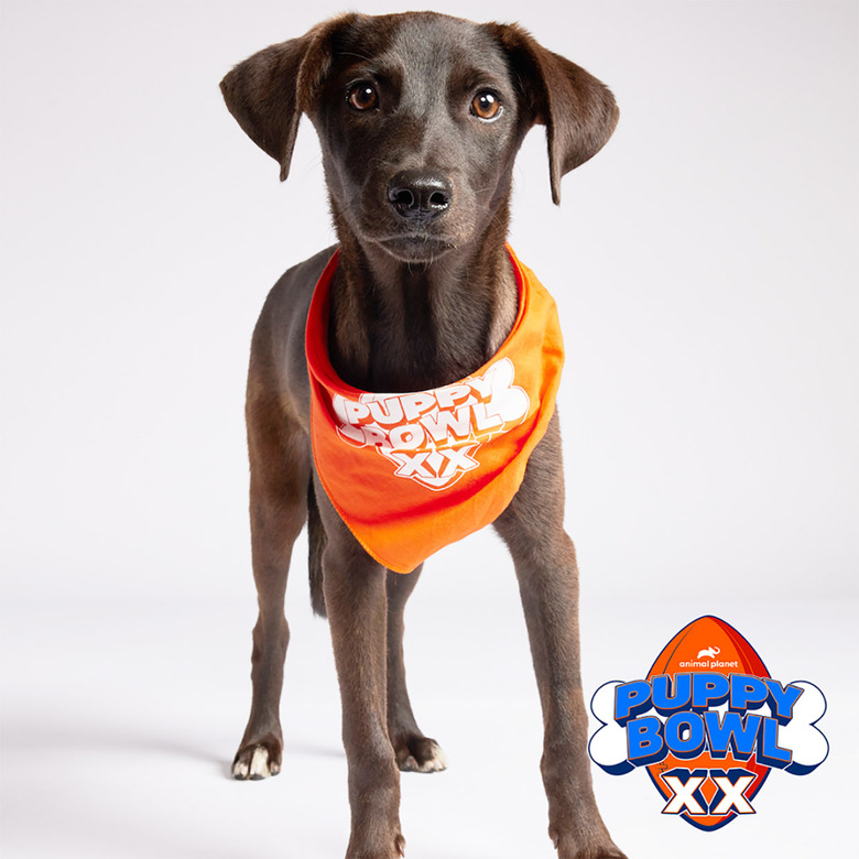 Puppy Bowl 2024 Lineup