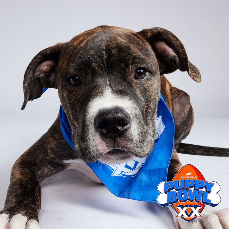 Puppy Bowl 2024 Lineup