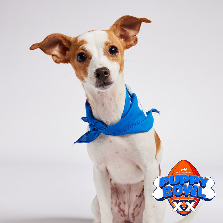 Puppy Bowl 2024 Lineup