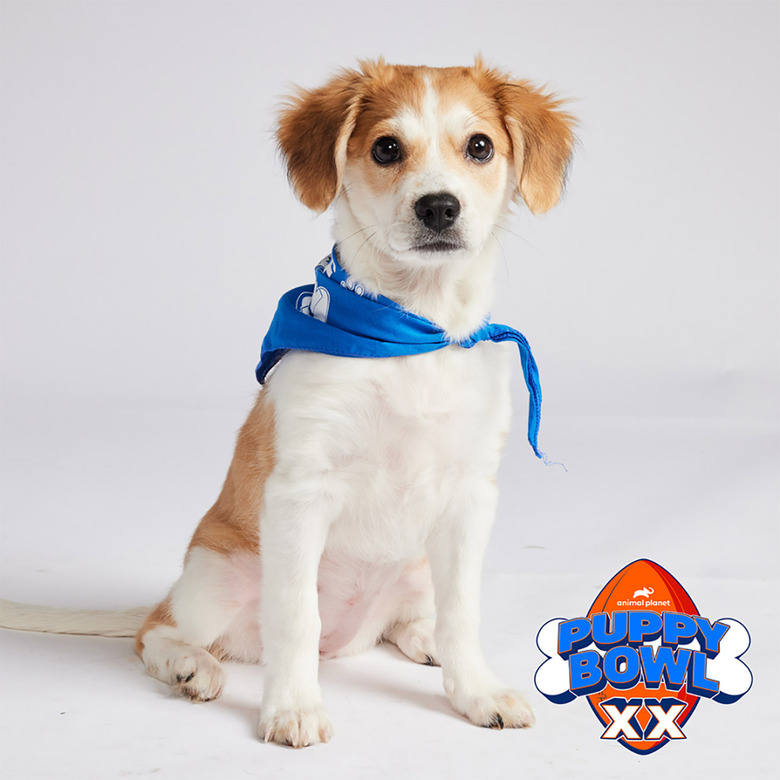 Puppy Bowl 2024 Lineup