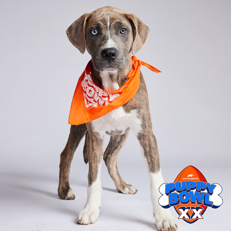 Puppy Bowl 2024 Lineup