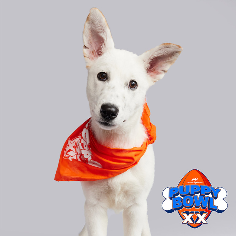 Puppy Bowl 2024 Lineup