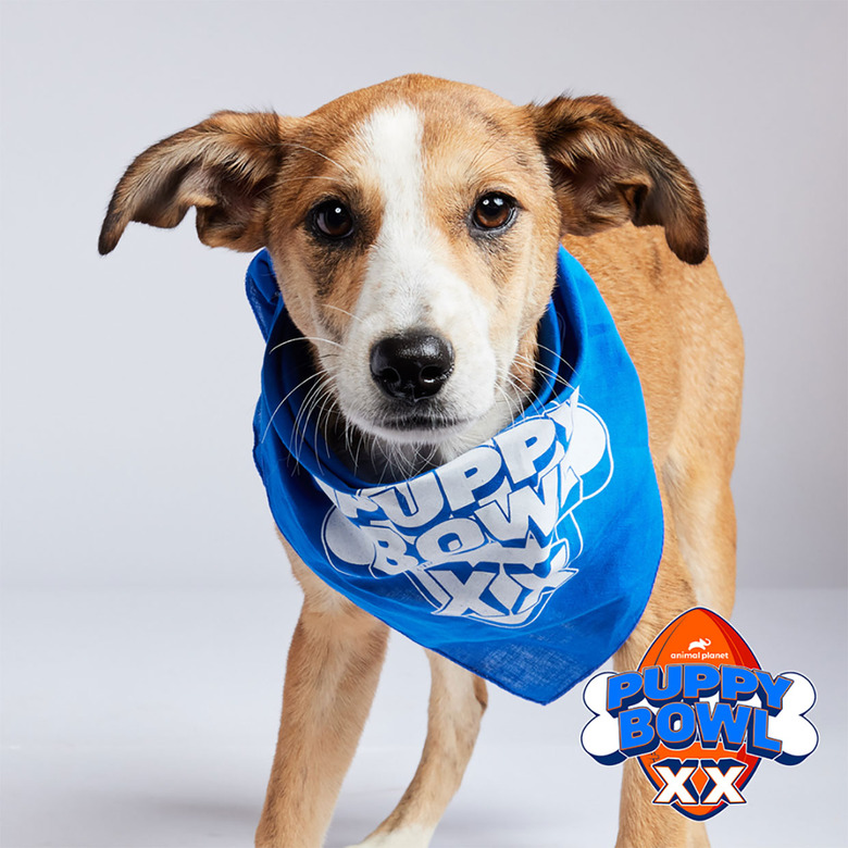 Puppy Bowl 2024 Lineup