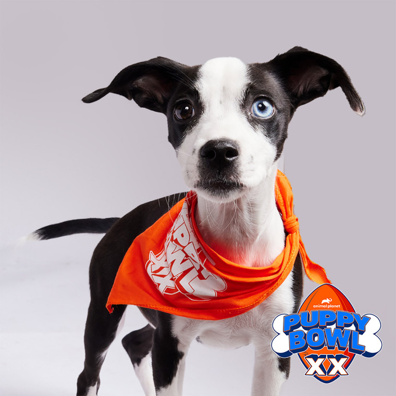 Puppy Bowl 2024 Lineup