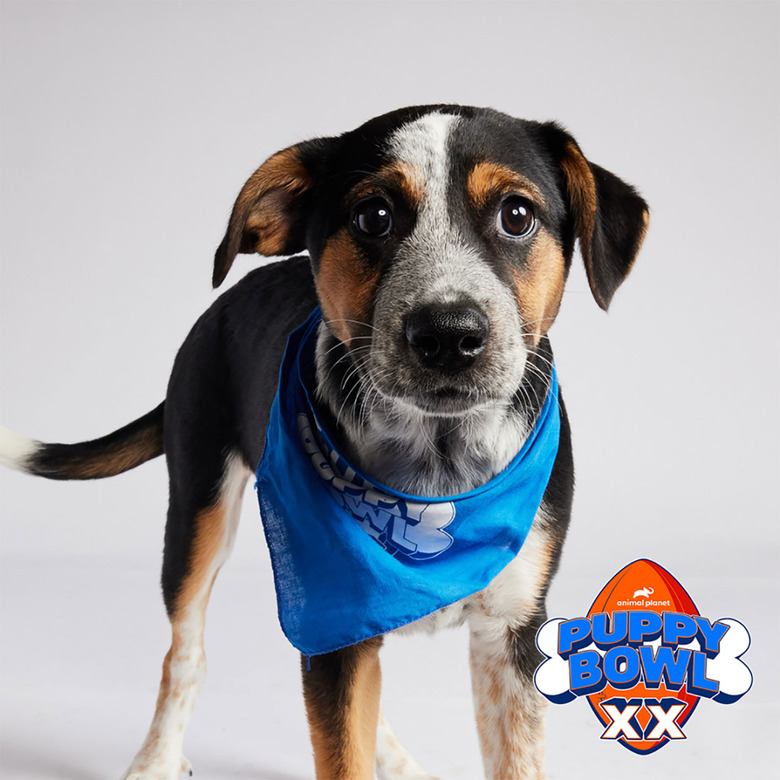 Puppy Bowl 2024 Lineup