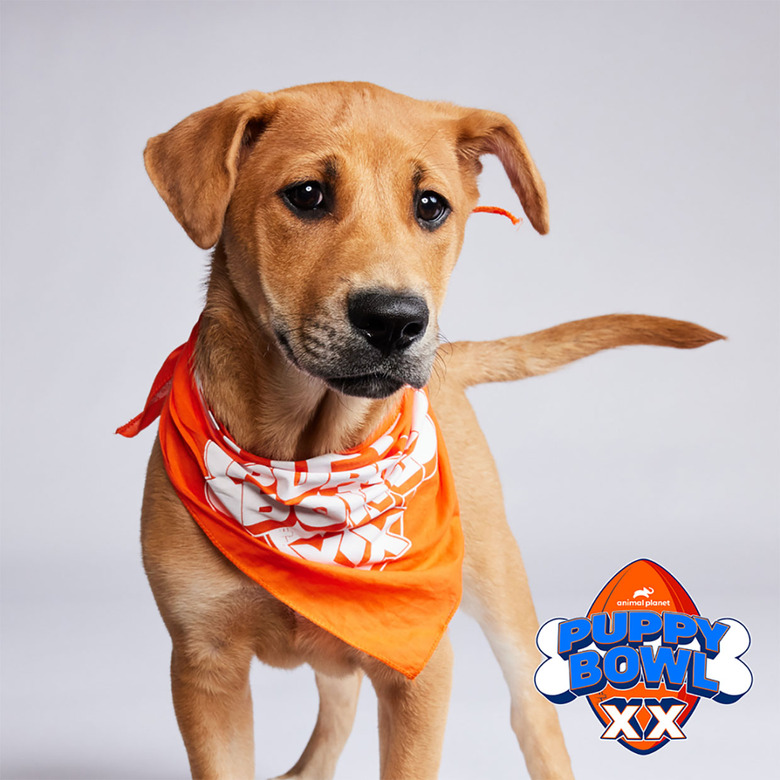 Puppy Bowl 2024 Lineup