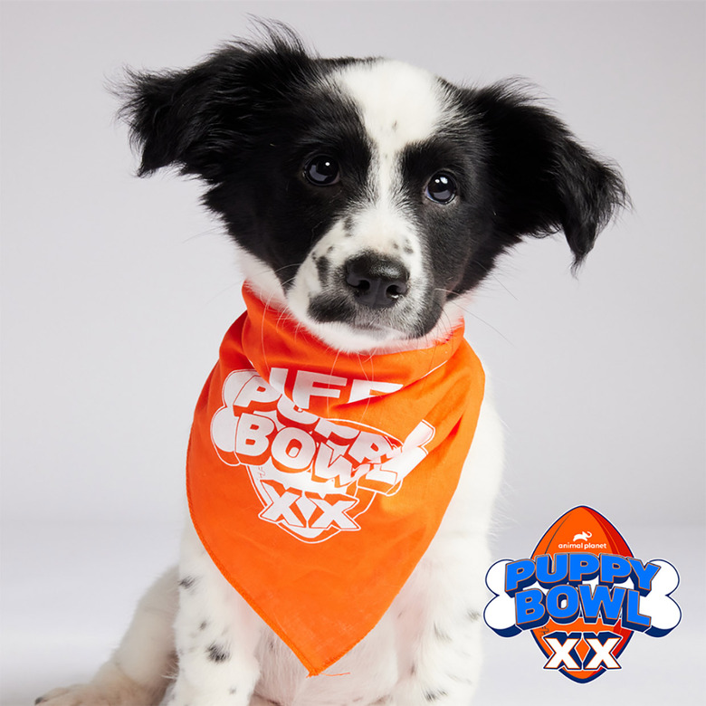 Puppy Bowl 2024 Lineup