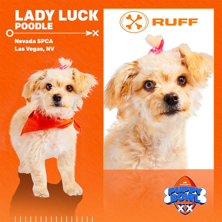 Puppy Bowl 2024 Lineup