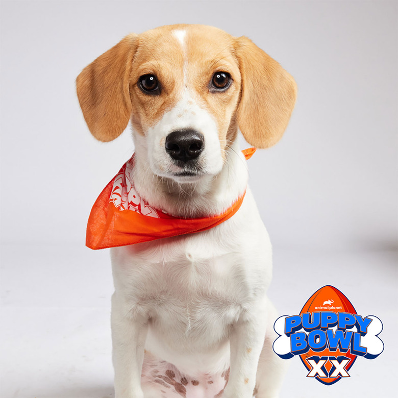 Puppy Bowl 2024 Lineup