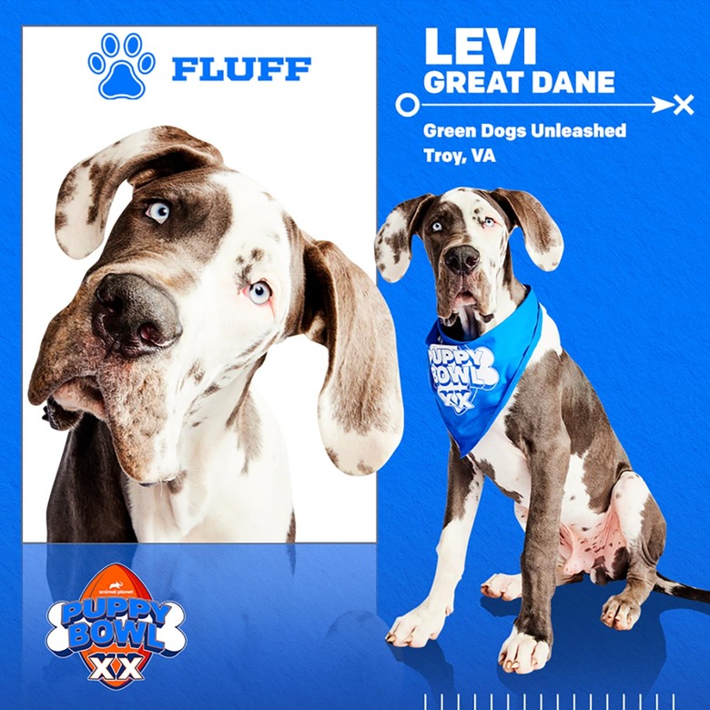 Puppy Bowl 2024 Lineup