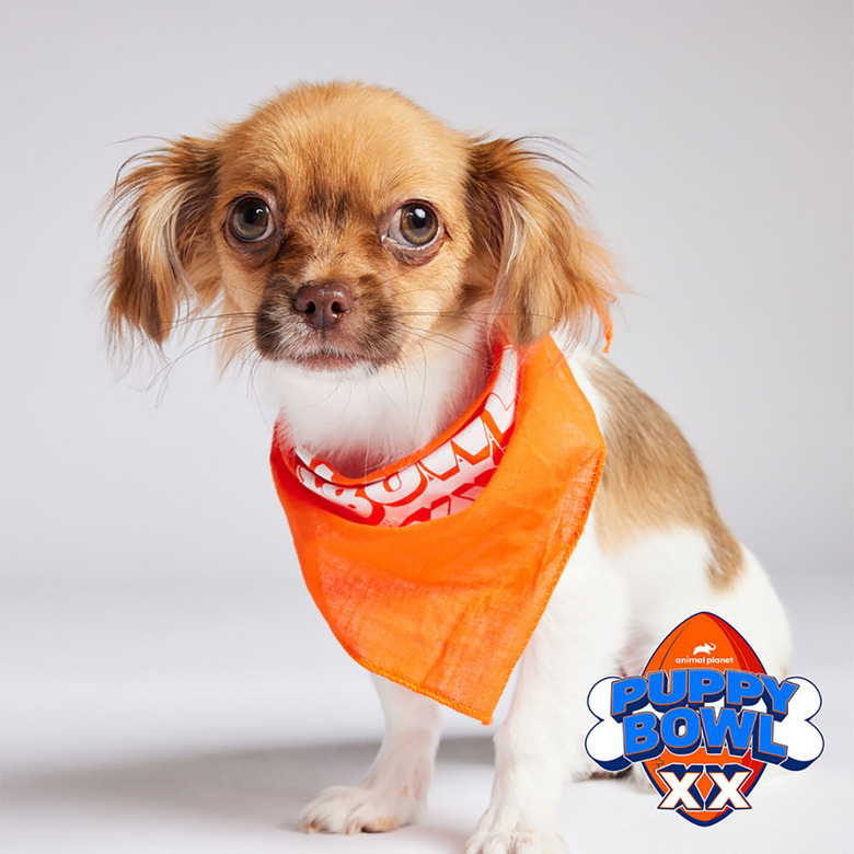 Puppy Bowl 2024 Lineup