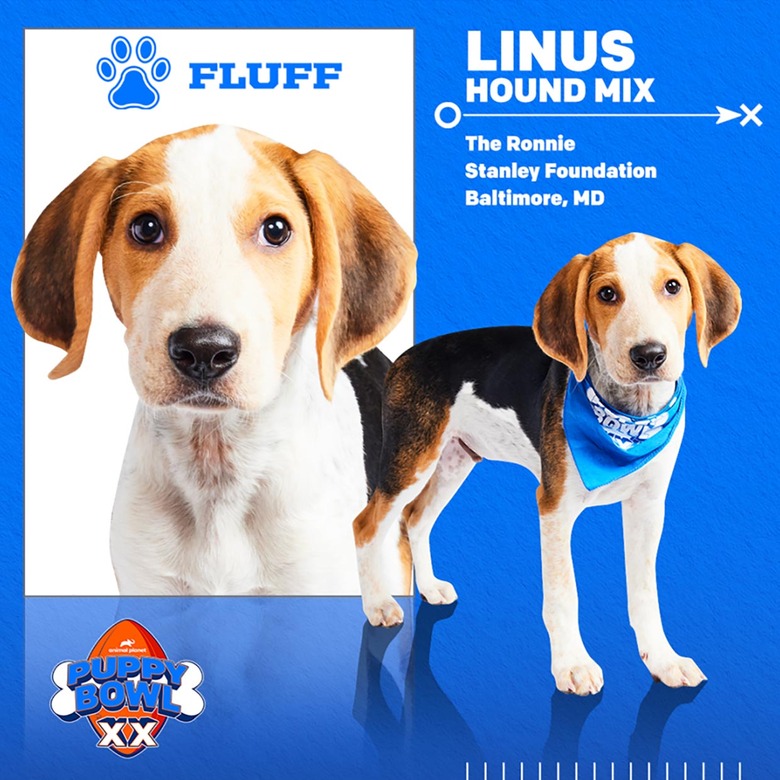 Puppy Bowl 2024 Lineup