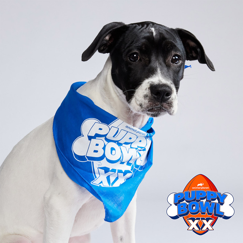 Puppy Bowl 2024 Lineup