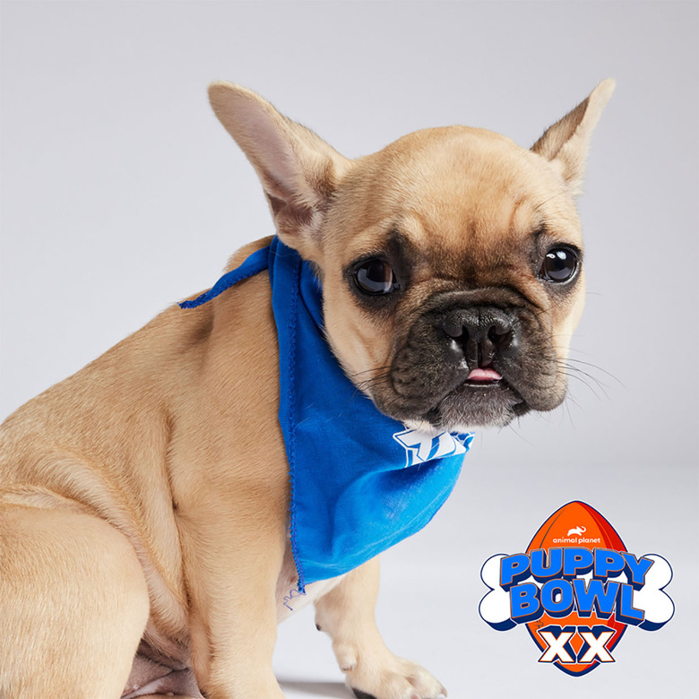 Puppy Bowl 2024 Lineup