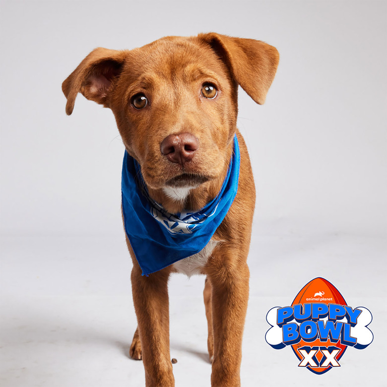 Puppy Bowl 2024 Lineup